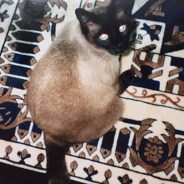 ごんぼのシッポのお陰で出会えたのかもね？！チャム♥