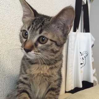 保健所保護猫 里親募集