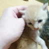 赤ちゃんネコ　更新11月16日里親さまお願いします サムネイル4
