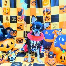 はじめてのトリミング