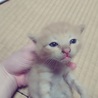 赤ちゃんネコ　更新11月16日里親さまお願いします サムネイル5