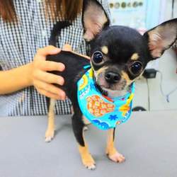 「はじめてのトリミング」サムネイル2