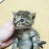 赤ちゃんネコ　更新11月16日里親さまお願いします サムネイル6