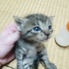 赤ちゃんネコ　更新11月16日里親さまお願いします サムネイル7