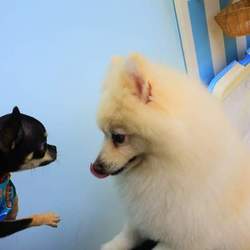 「はじめてのトリミング」サムネイル3