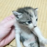赤ちゃんネコ　更新11月16日里親さまお願いします サムネイル3