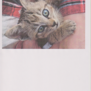 可愛い仔ネコです