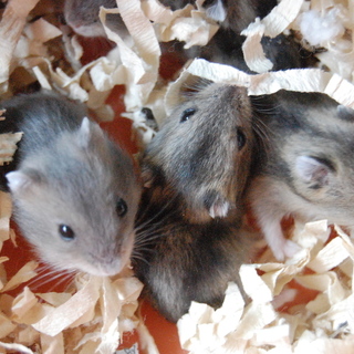 ジャンガリアンの赤ちゃん＿現在キャンセル待ち