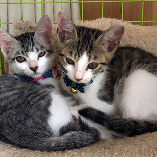 島根県奥出雲町より子猫2匹の飼い主さん募集！