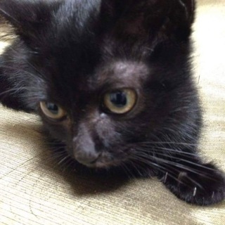 最期まで諦めない！黒猫シジミちゃん