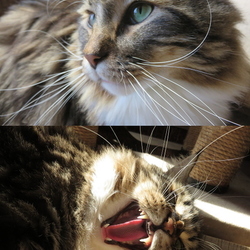 「(*^ー^*)えへへ♪」サムネイル2