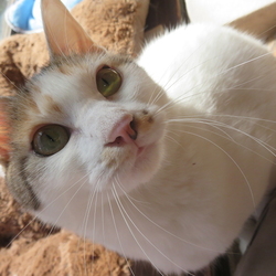 「(*^ー^*)えへへ♪」サムネイル3