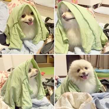 洗濯物であそんじやうもんねぇ(*^o^*)