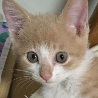 可愛い茶白三兄弟です