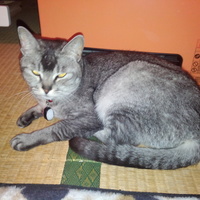 アテックス