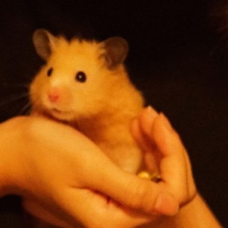 可愛いハムスター3層ゲージとハムスター用品付きます