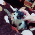 この子のママになって下さい。