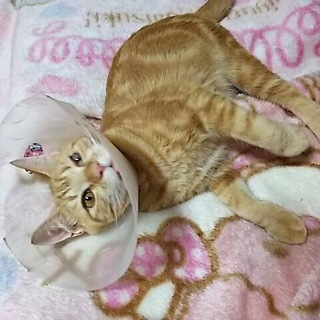 地域猫現場に遺棄されたアメ太郎