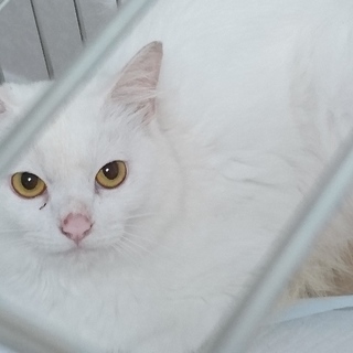 ☆真っ白きれいな男の子☆