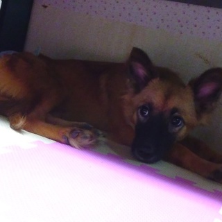 新しい里親さん