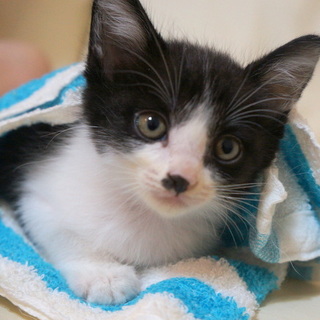 ドラえもん、９月頭生まれ、抱っこ好き、犬OK