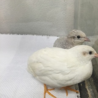 ステキな里親さんが見つかりました。