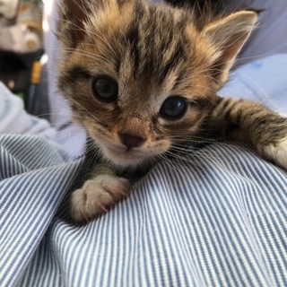 可愛い子猫の里親決まりました！