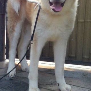 素敵な里親様がみつかりました。