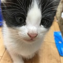 仔猫の里親募集