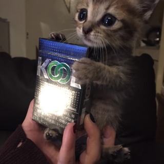 生後1ヶ月～子猫♀～