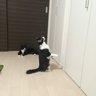 体育の日ということで、「前へ倣え！」の麦と、それを見守る保護者クックおじさん。