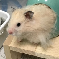 金之助