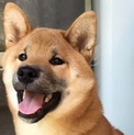 柴犬 11ヶ月 オス