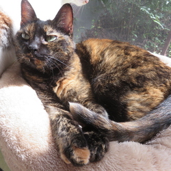 「ε- (ーдー;A)ハァ」サムネイル3