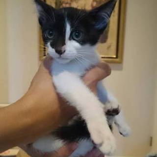 とっても可愛い子猫