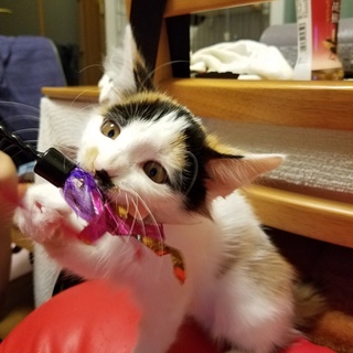 ふわふわの美人姉妹☆三毛ちゃんです◎