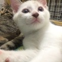 おっとりのんびりなシャム風男の子