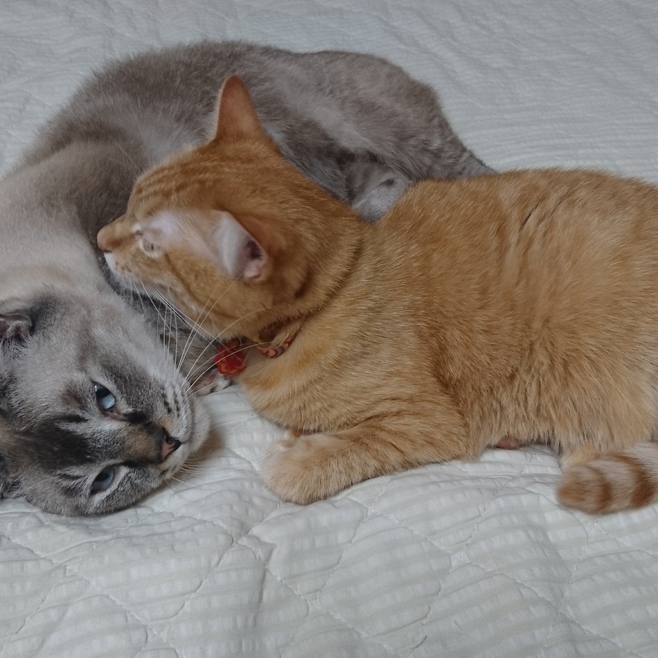 ギョロ太のカバー写真