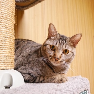 白血病を克服！キジトラ