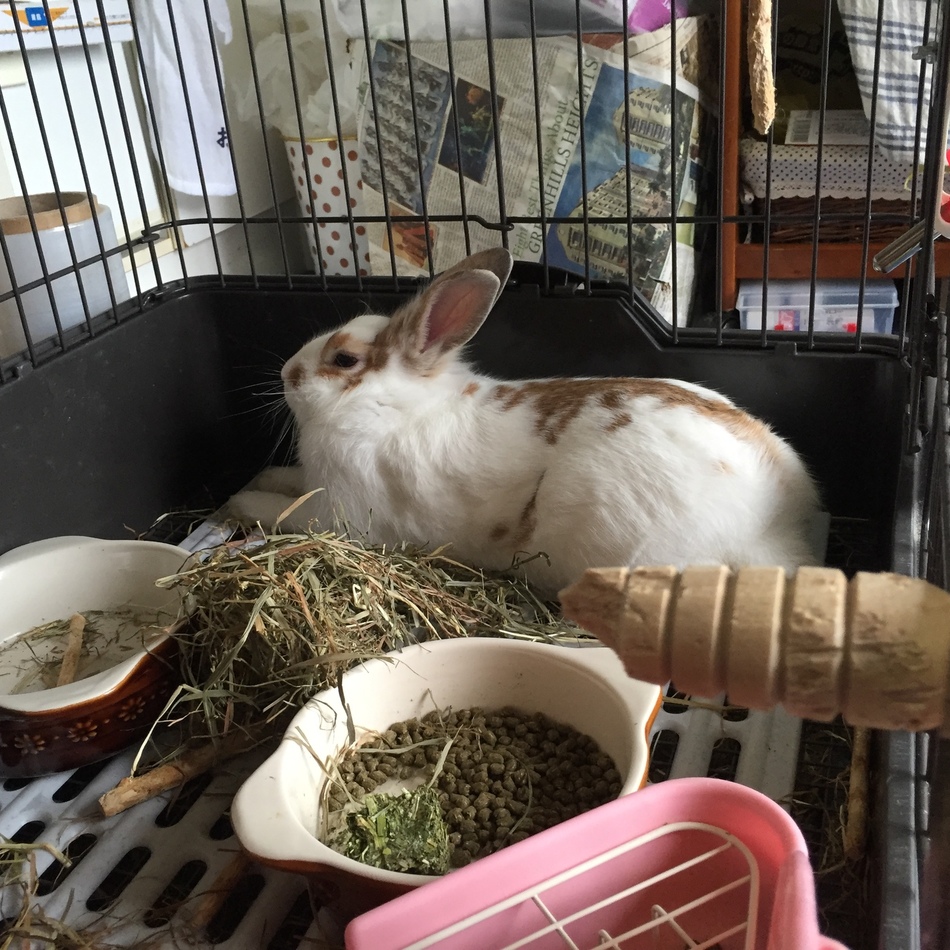 おみそのカバー写真