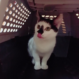 人懐こいゴロゴロにゃんこ☆コアラちゃん