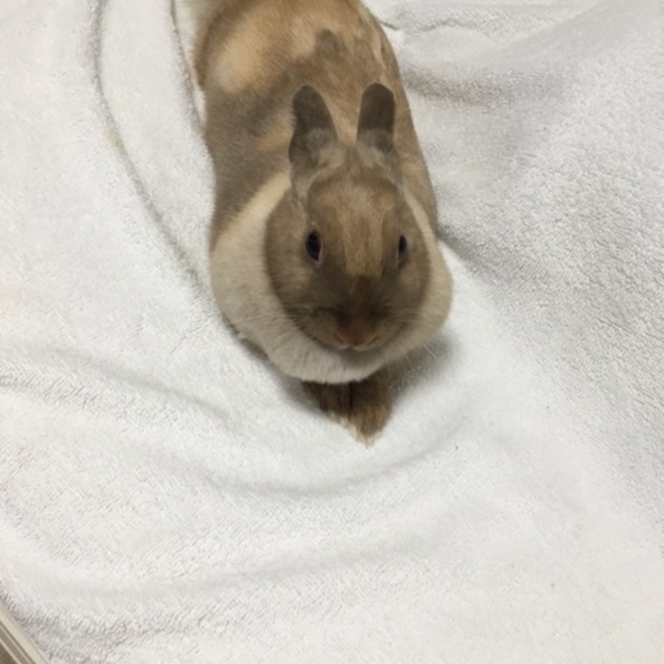 ハナのカバー写真