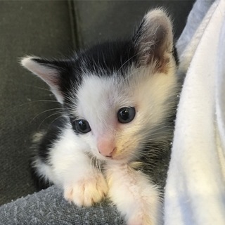おっとりかわいい子猫