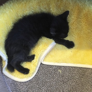 人懐こくかわいい子猫