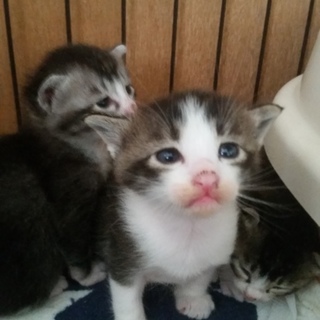 チョロチョロおチビ