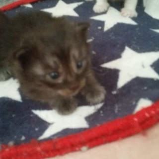 チョロチョロおチビ