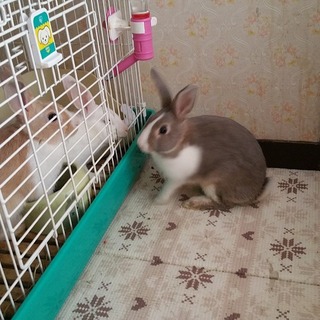 うさぎ里親募集　生まれて3ヶ月です。