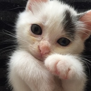 オコジョみたいなつぶらな瞳の女の子