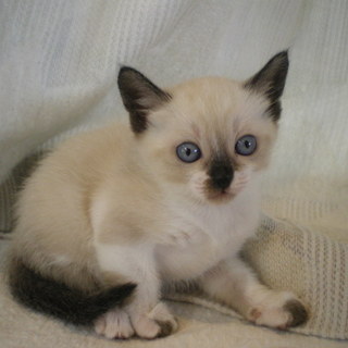 子猫の里親募集！