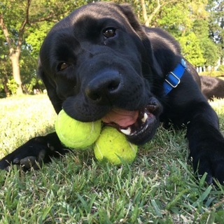 ヤマト（ラブラドール）